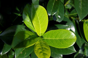 Picture of Prunus